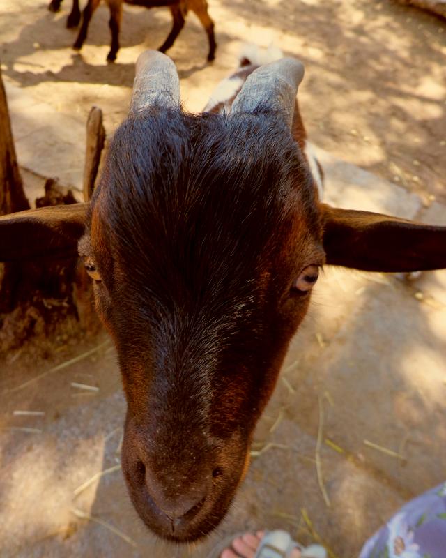 ZOO Chleby