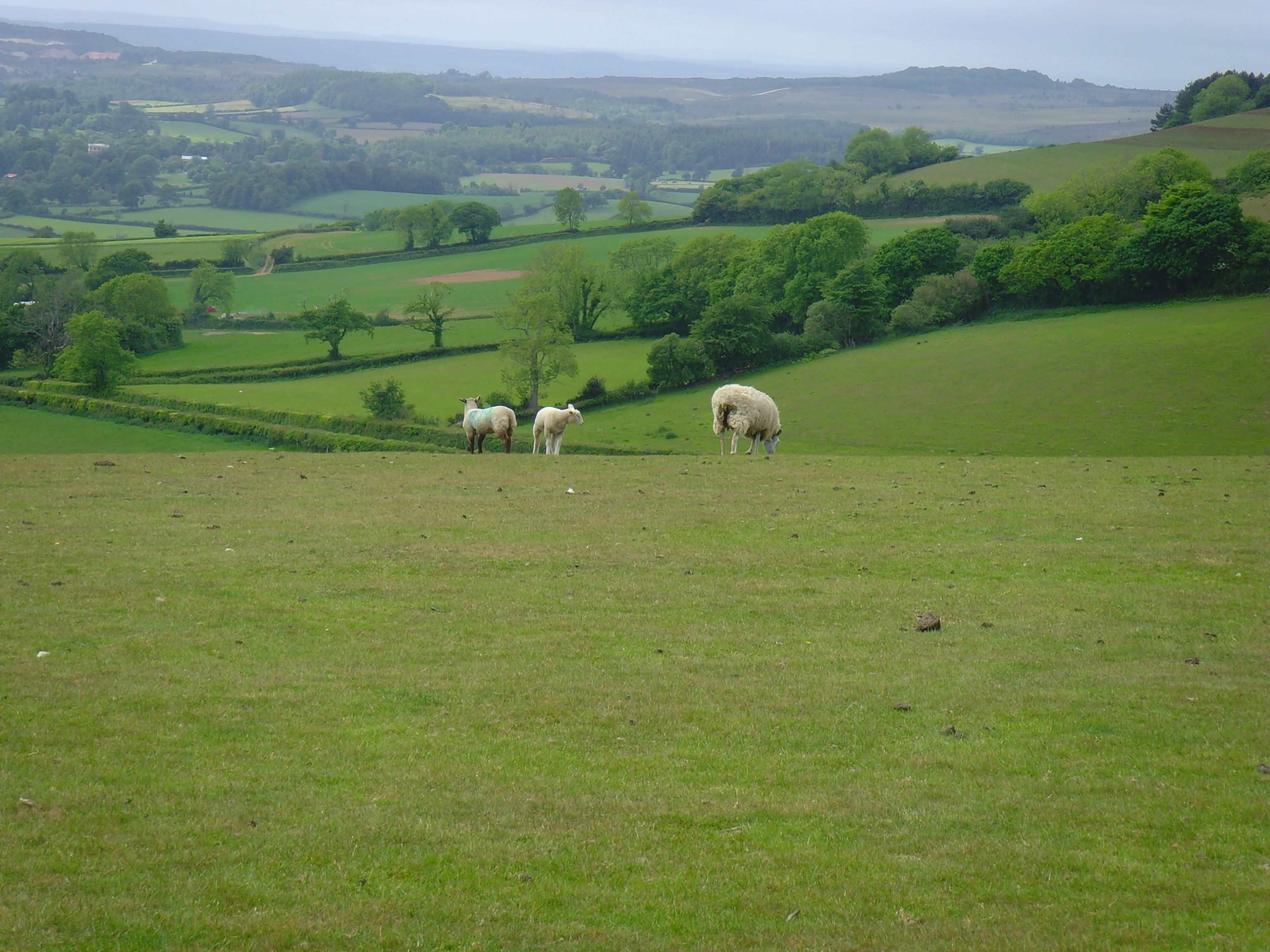 Fotografie 5 - Sidmouth
