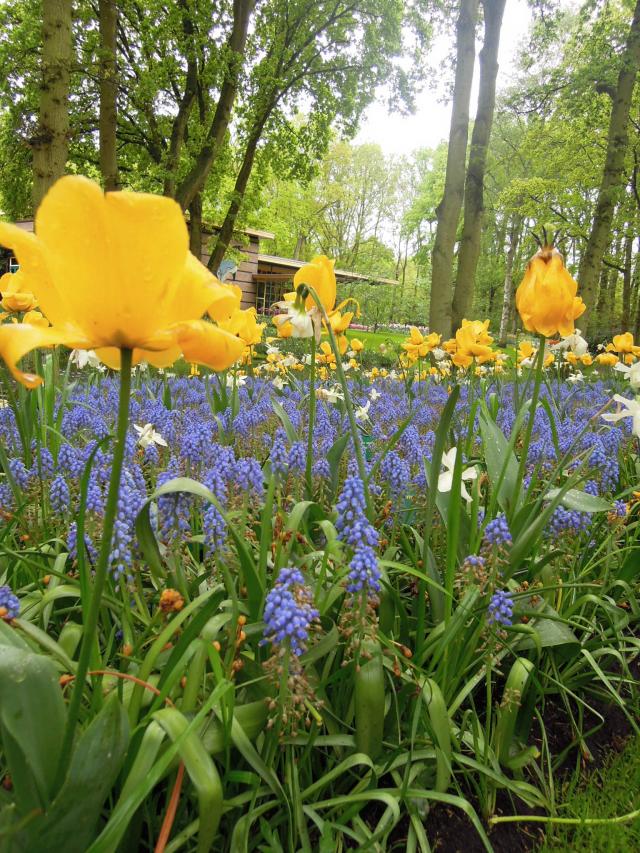 Kaukenhof- největší květinový park