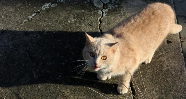 Česko