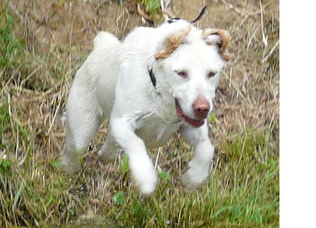 labrador