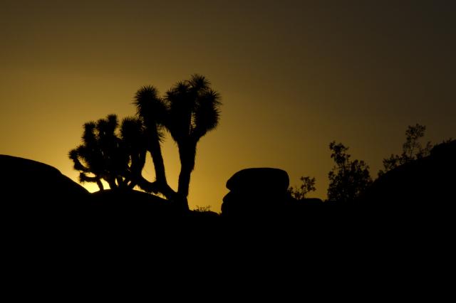 Joshua Tree National par