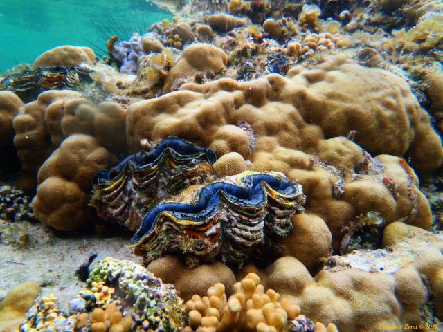 Marsa Alam - Resta reef