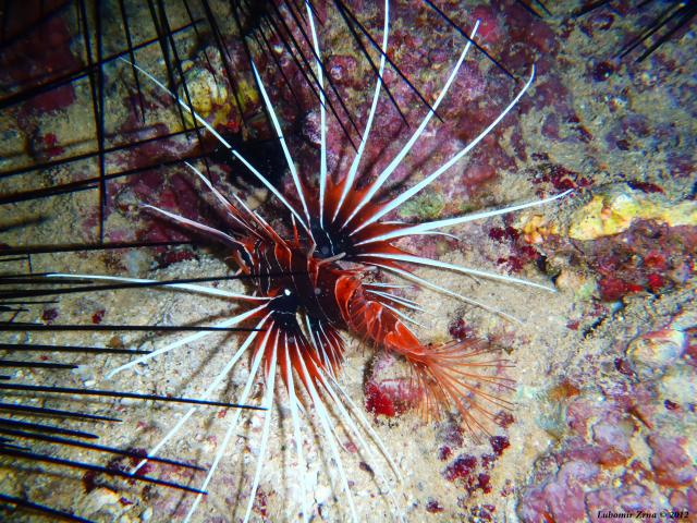 Fotografie 2 - Marsa Alam - Resta reef