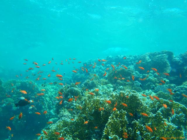 Fotografie 5 - Marsa Alam - Resta reef