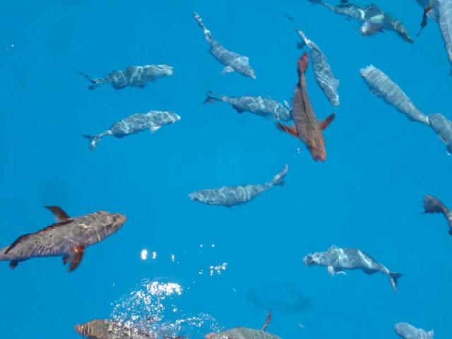 great barrier reef - Australie